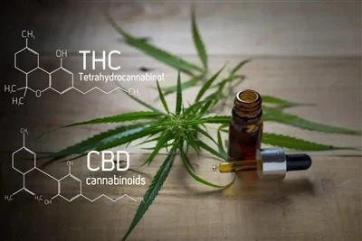 Преглед на индустрията CBD & THC Vape: Последно пълно ръководство