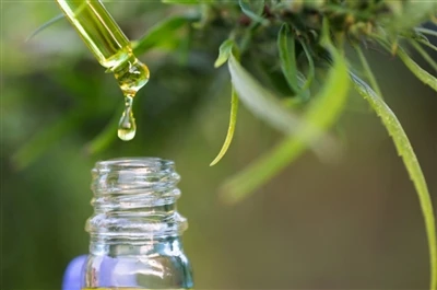 CBD срещу THC: Всичко, което трябва да знаете
