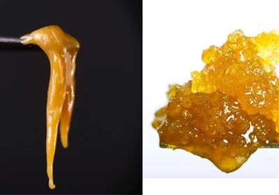 Смола на живо срещу Live Rosin: Каква е разликата?